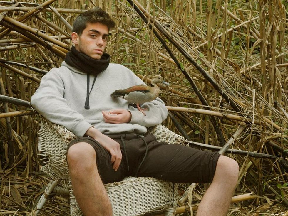 Ringed teal (Callonetta leucophrys)