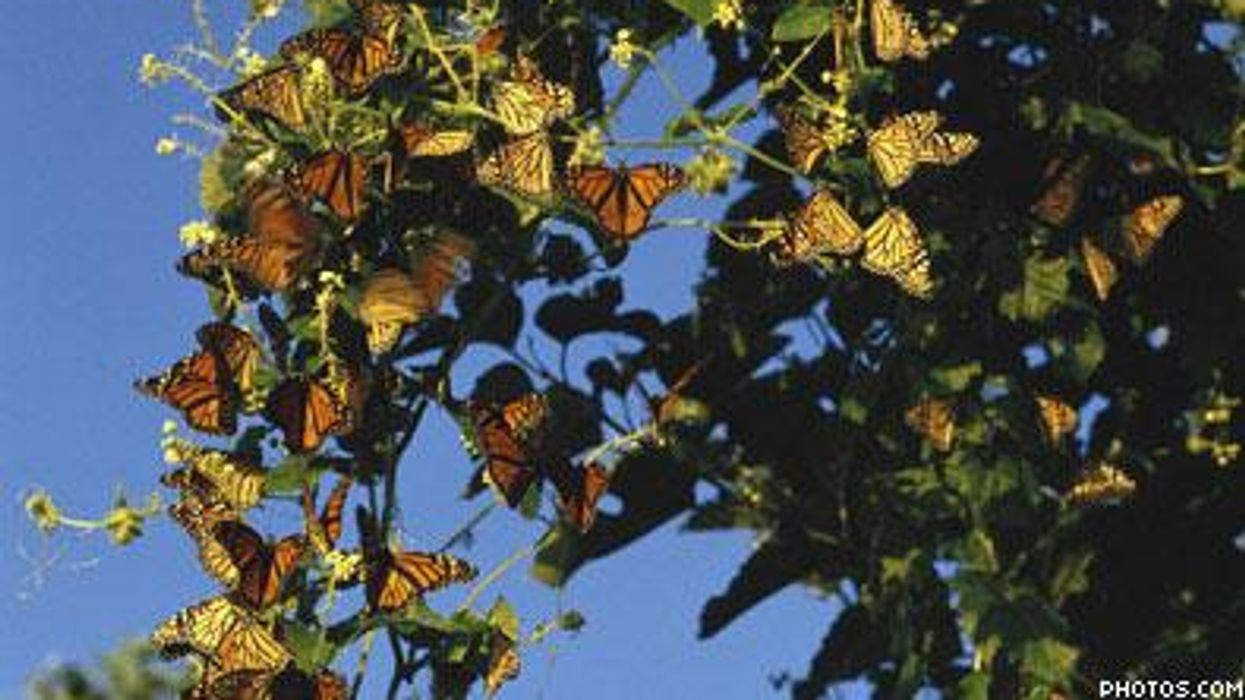 Roadtripmexicobutterflyx395