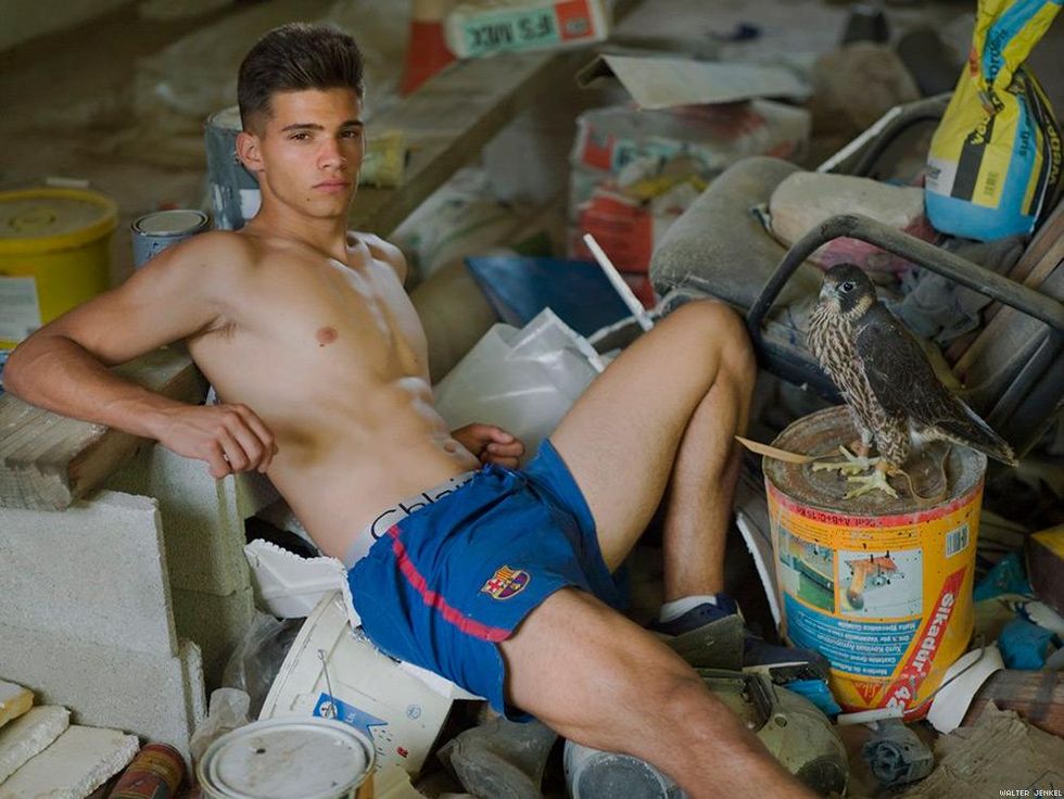 Scottish peregrine falcon (Falco peregrinus peregrinus)