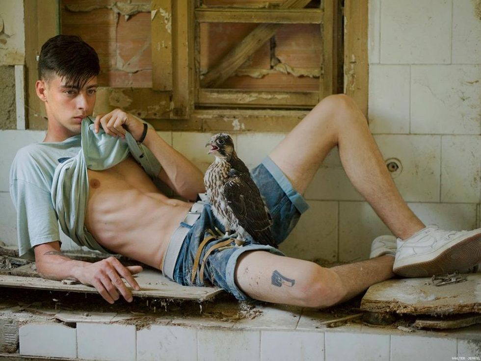 Scottish peregrine falcon (Falco peregrinus peregrinus)