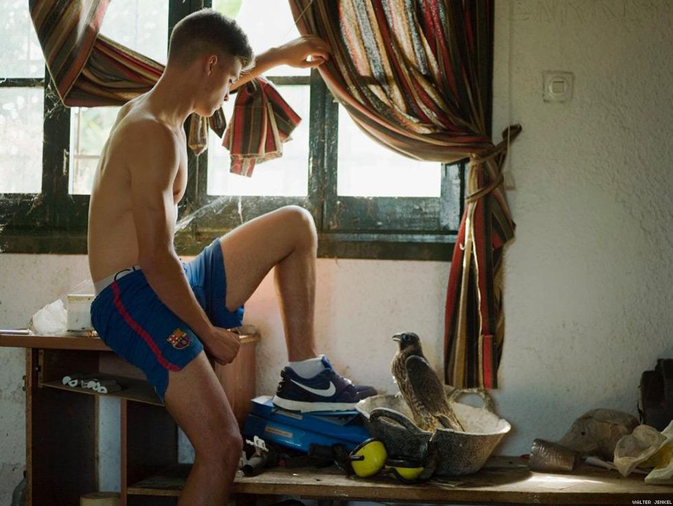 Scottish peregrine falcon (Falco peregrinus peregrinus)