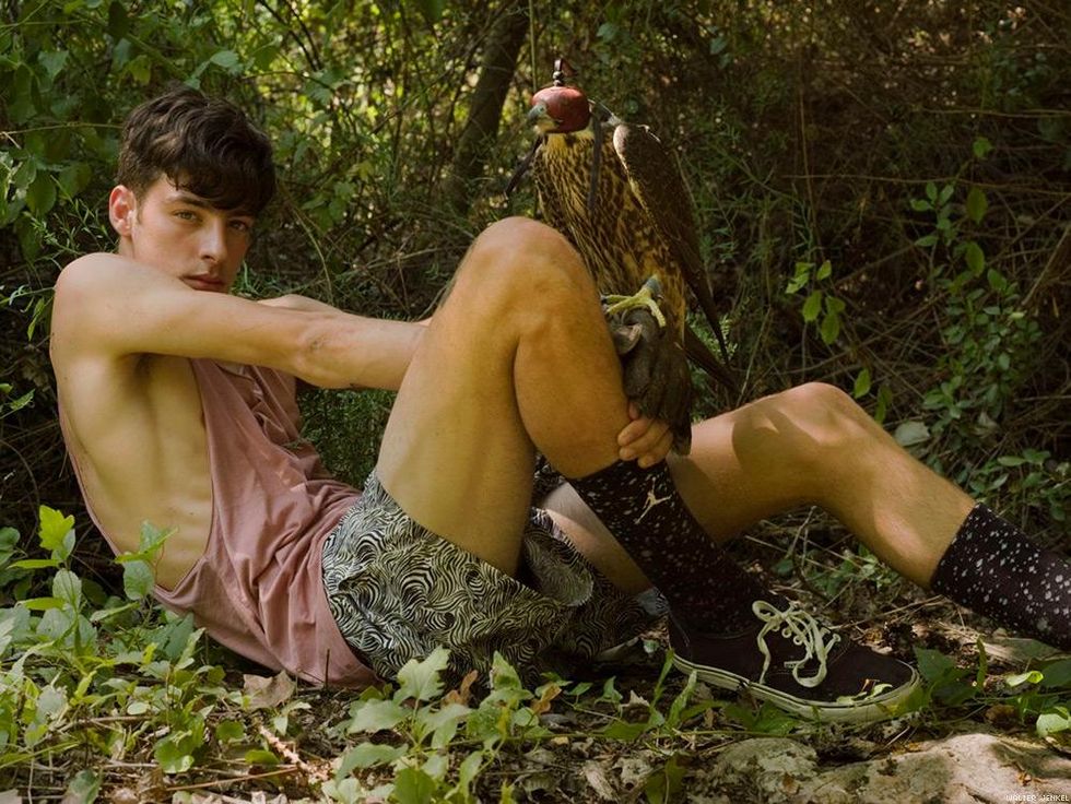 Scottish peregrine falcon (Falco peregrinus peregrinus)