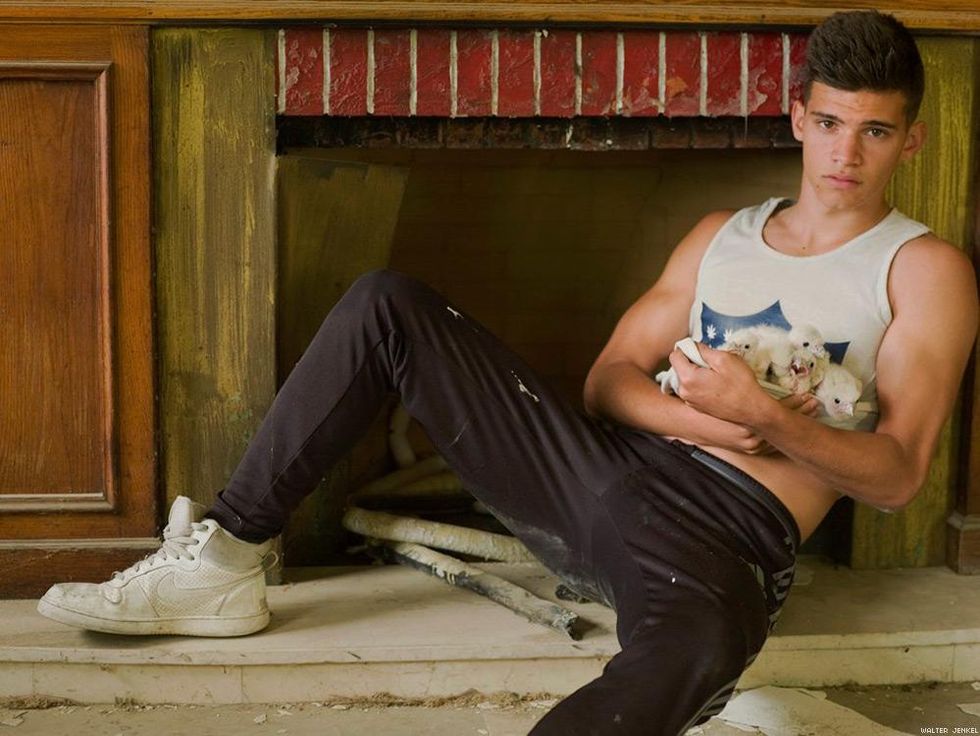 Scottish peregrine falcons (Falco peregrinus peregrinus)