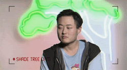 shade tree weeping willow