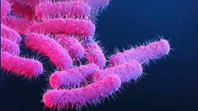 A new strain of Shigella is disproportionately impacting queer men. Why?