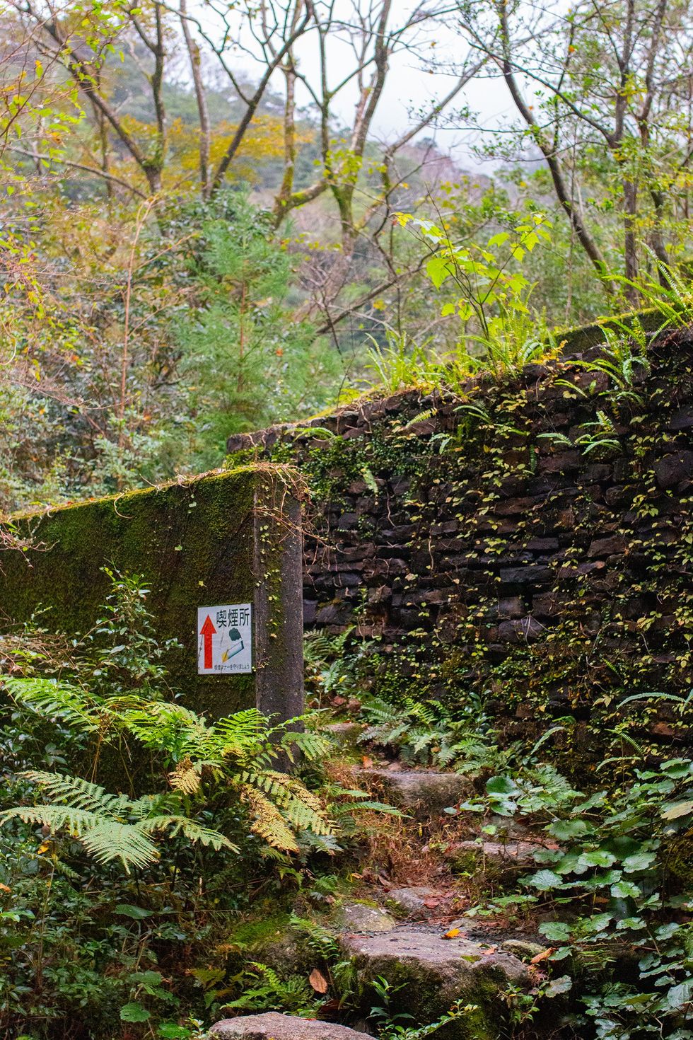Shiratani Unsuikyo, Yakushima Island