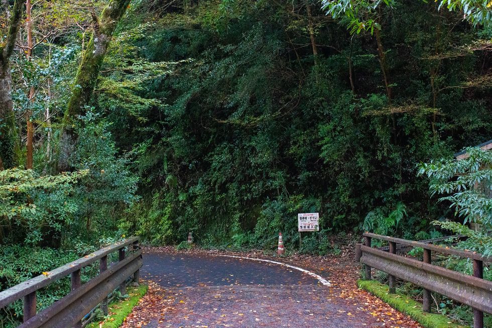 Shiratani Unsuikyo, Yakushima Island