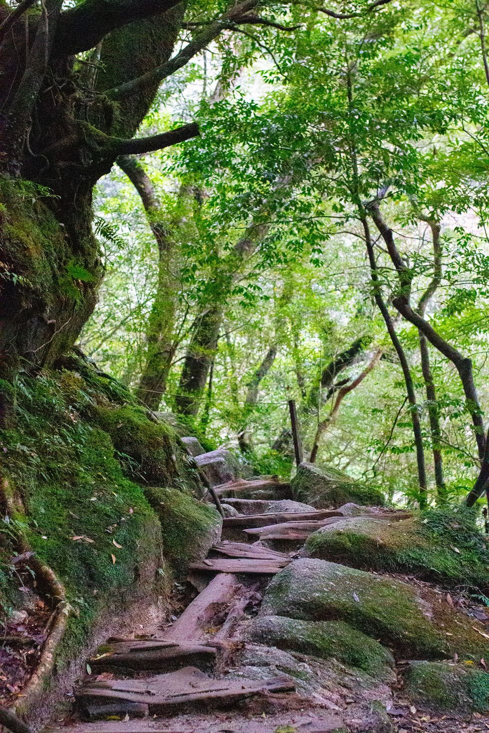 Shiratani Unsuikyo, Yakushima Island