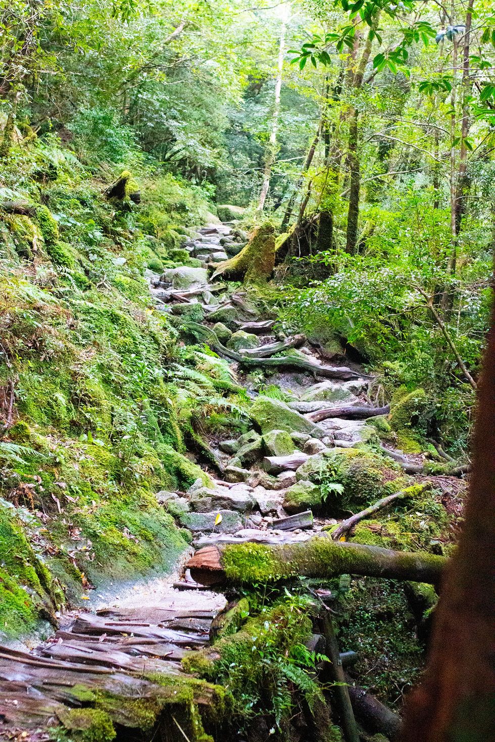Shiratani Unsuikyo, Yakushima Island