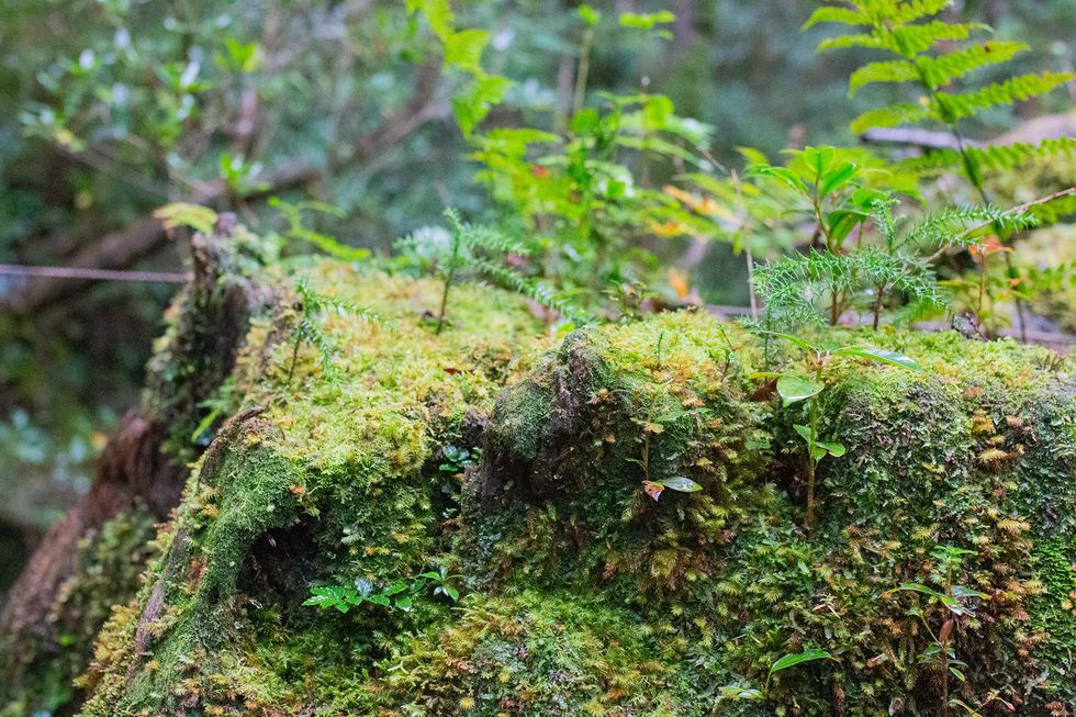 Shiratani Unsuikyo, Yakushima Island