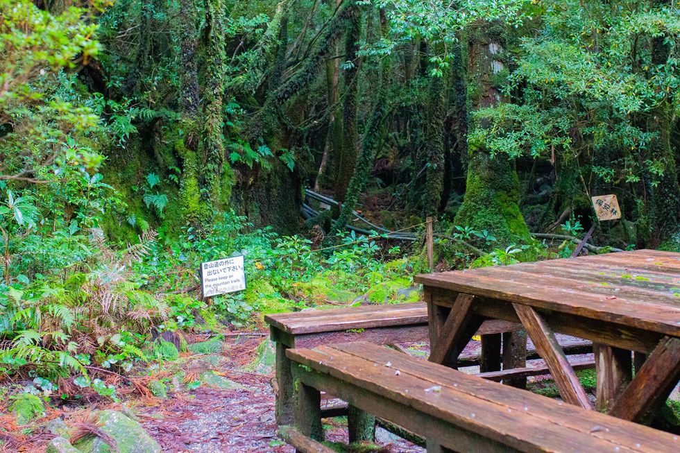 Shiratani Unsuikyo, Yakushima Island