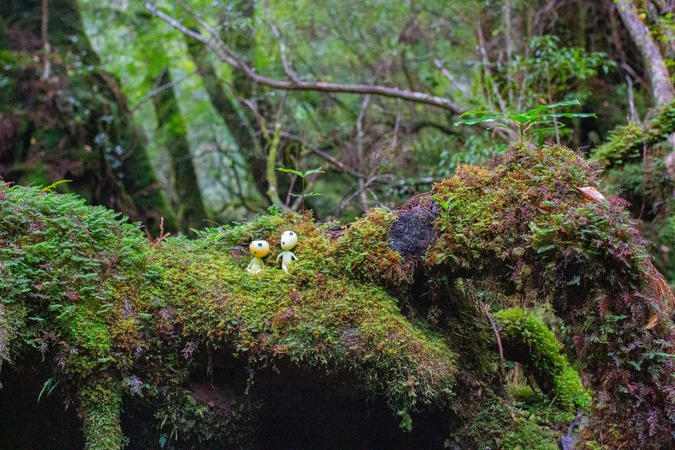 Shiratani Unsuikyo, Yakushima Island