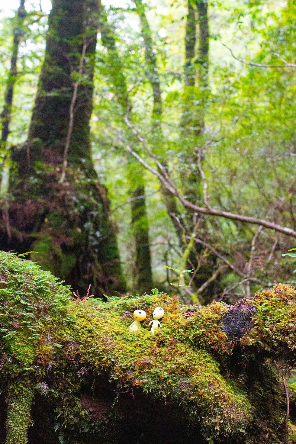 Shiratani Unsuikyo, Yakushima Island