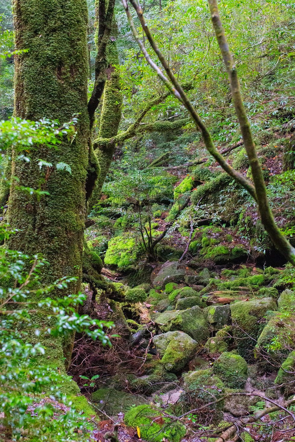 Shiratani Unsuikyo, Yakushima Island