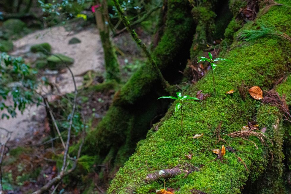 Shiratani Unsuikyo, Yakushima Island