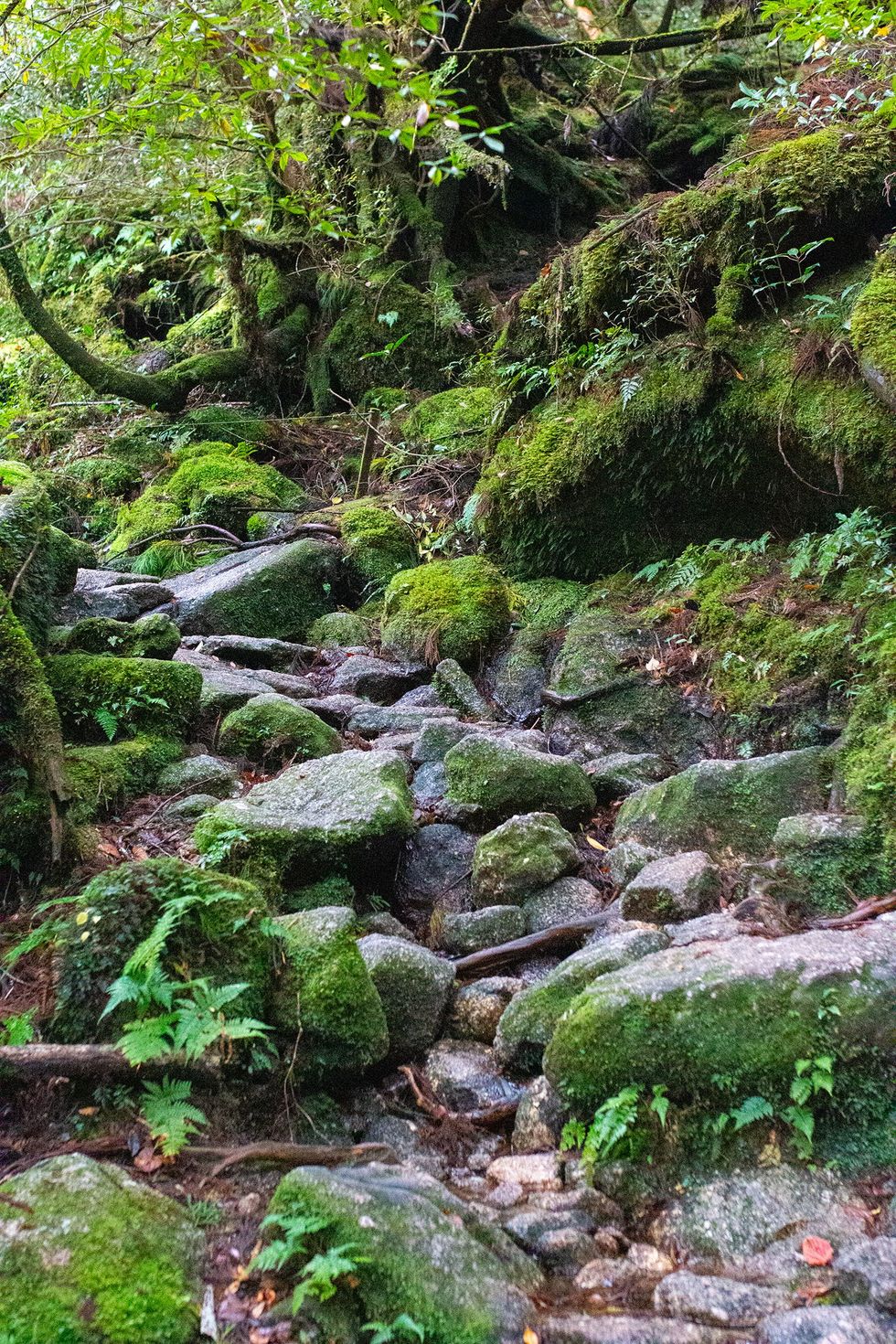 Shiratani Unsuikyo, Yakushima Island