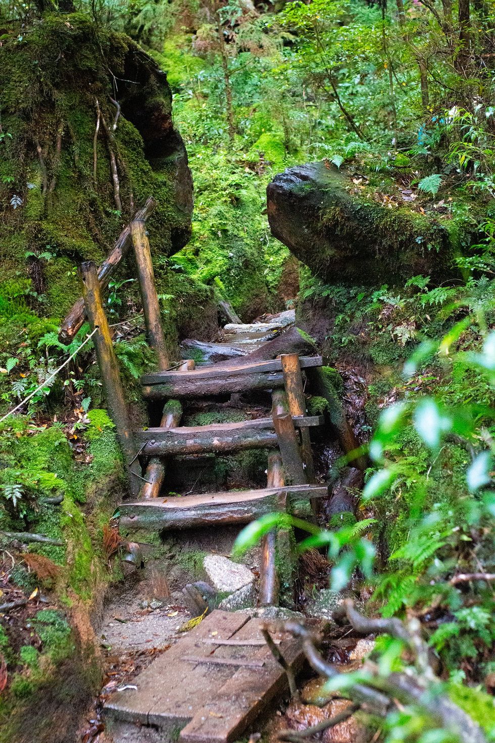 Shiratani Unsuikyo, Yakushima Island