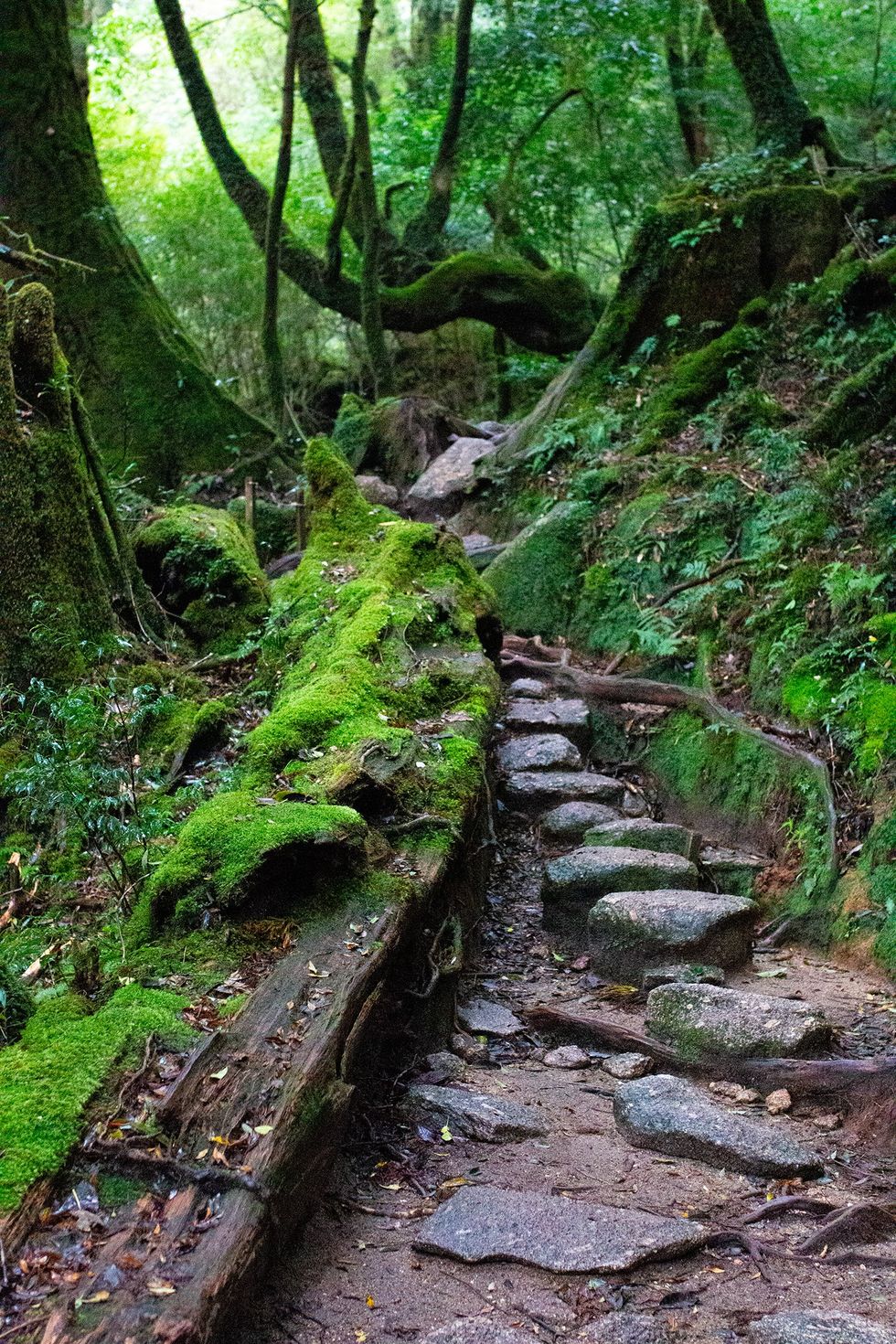 Shiratani Unsuikyo, Yakushima Island