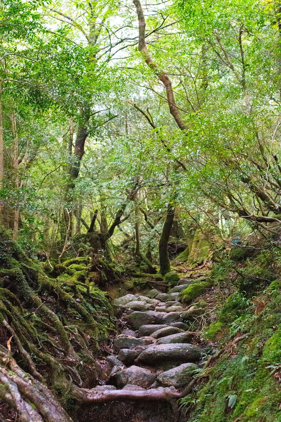 Shiratani Unsuikyo, Yakushima Island