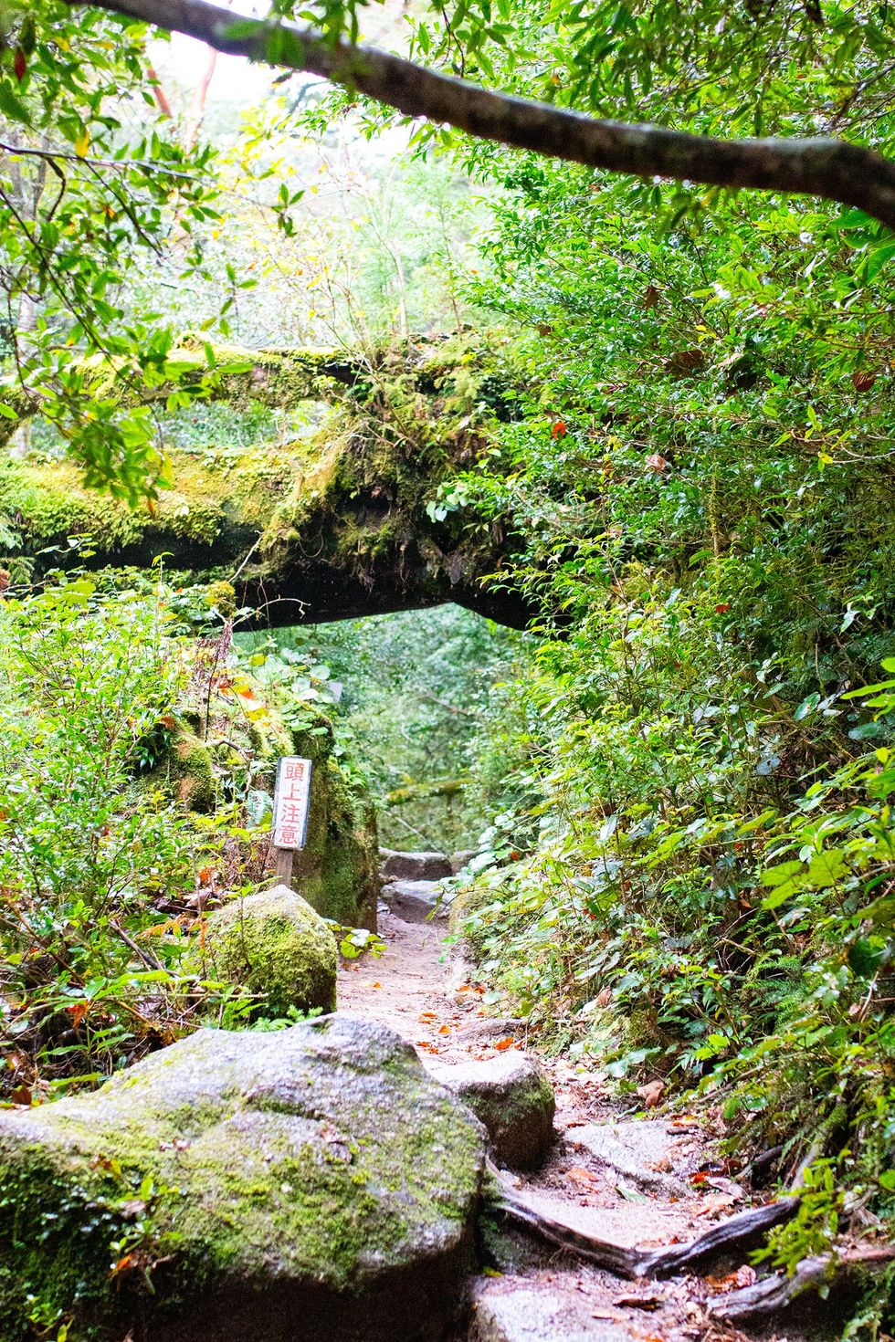 Shiratani Unsuikyo, Yakushima Island