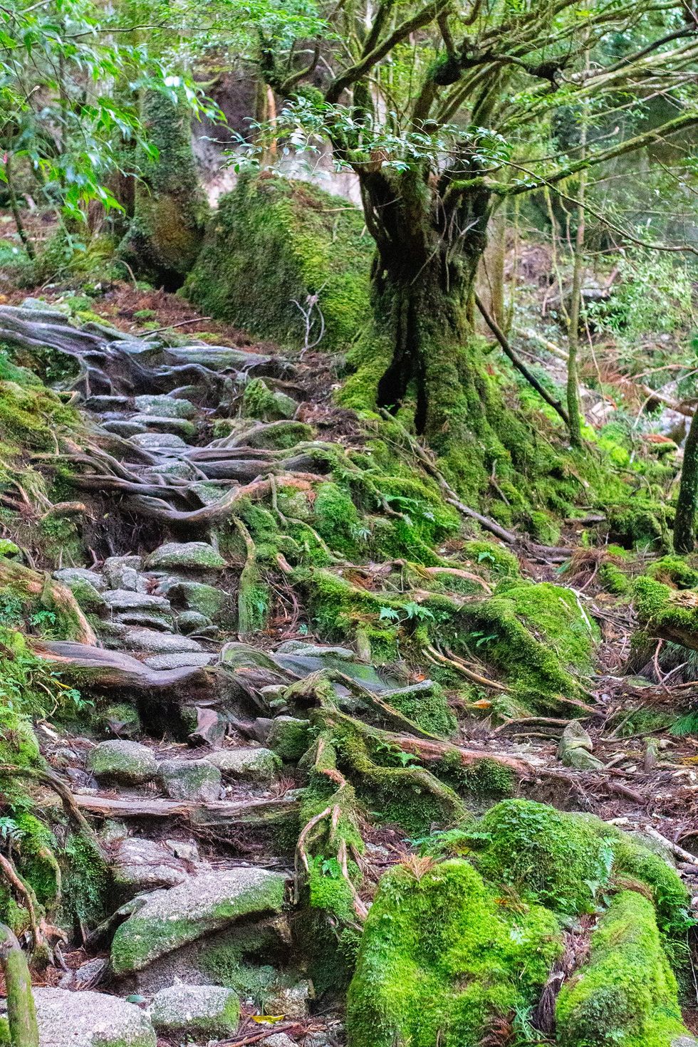 Shiratani Unsuikyo, Yakushima Island