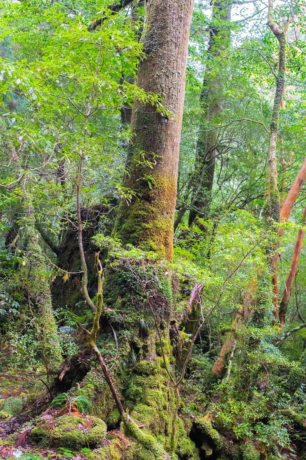 Shiratani Unsuikyo, Yakushima Island