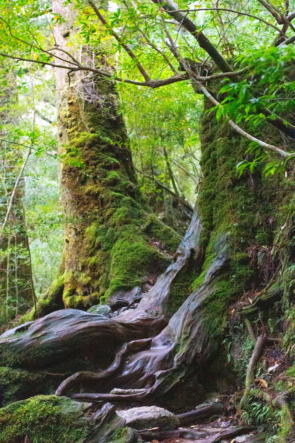 Shiratani Unsuikyo, Yakushima Island