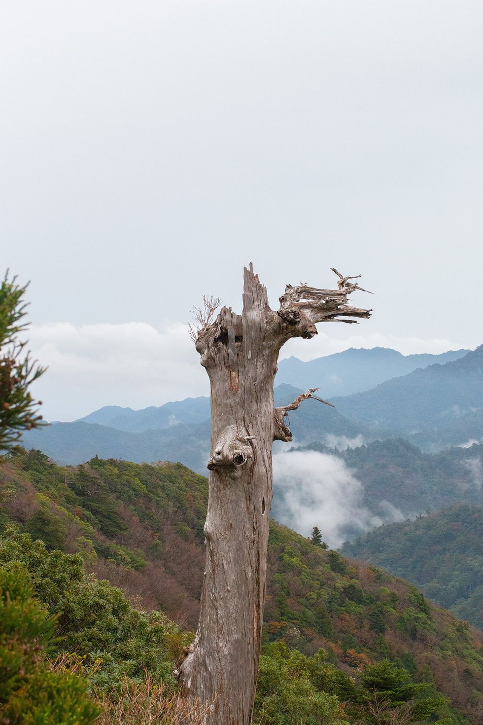 Shiratani Unsuikyo, Yakushima Island