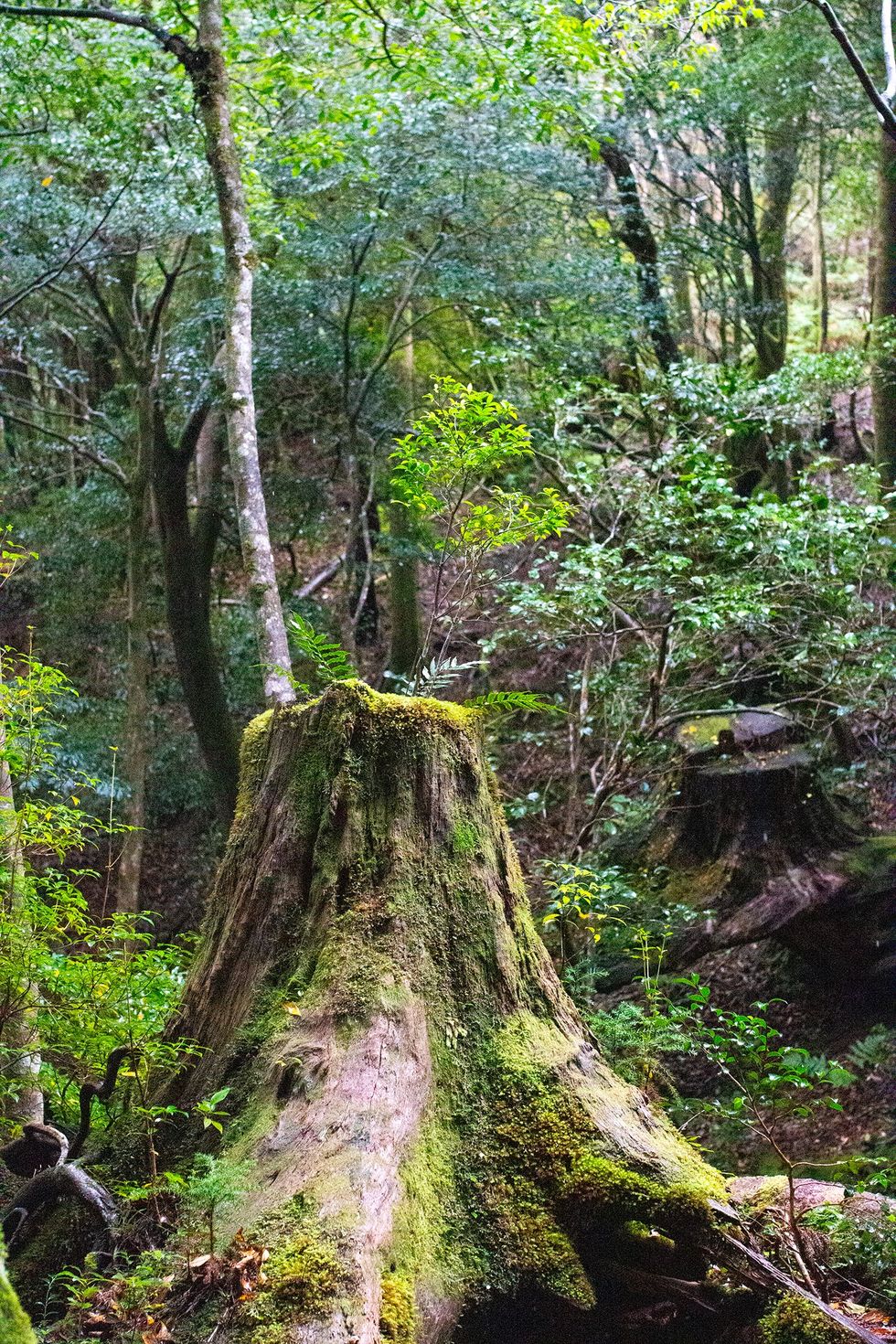 Shiratani Unsuikyo, Yakushima Island