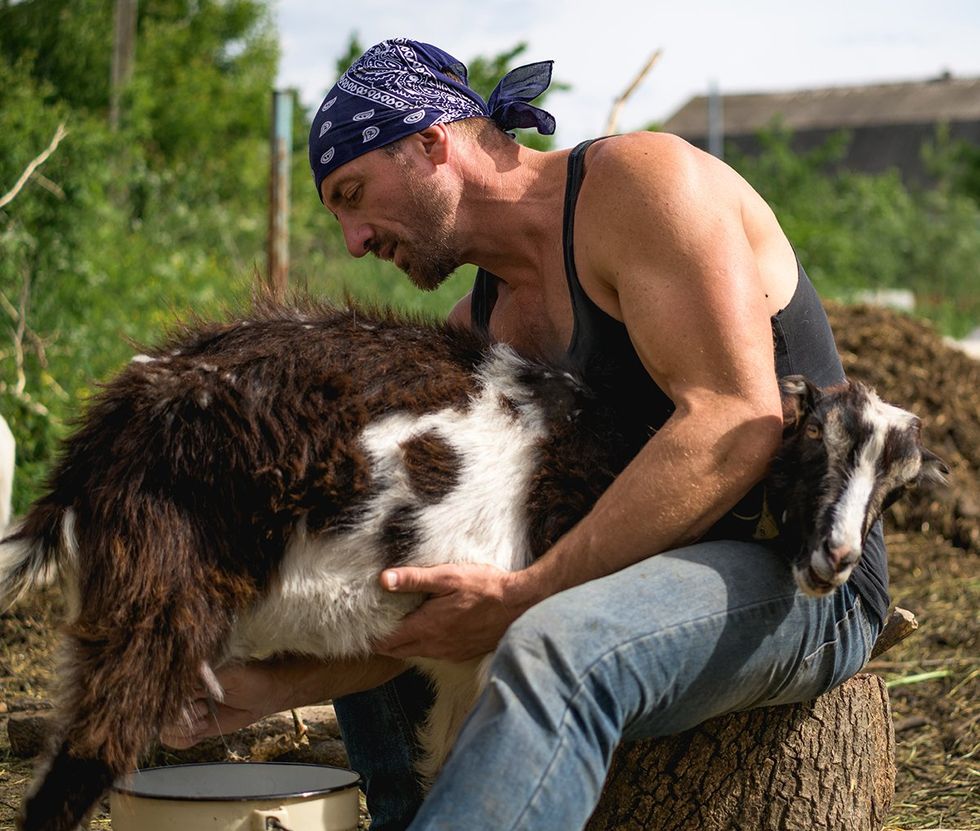 Side view of male farmer milking goat while sitting on log