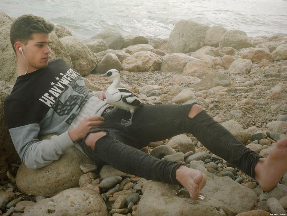 Smew (Mergellus albellus)