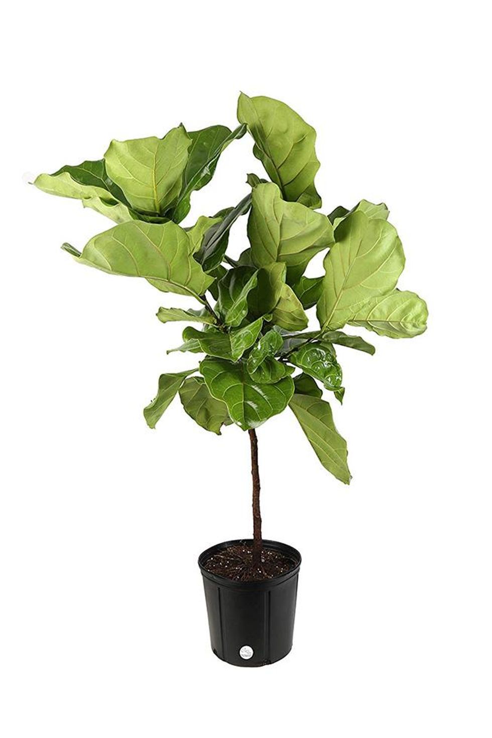 Some beginner and expert tricks.