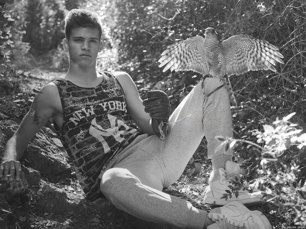 Sparrowhawk (Accipiter nisus nisus)