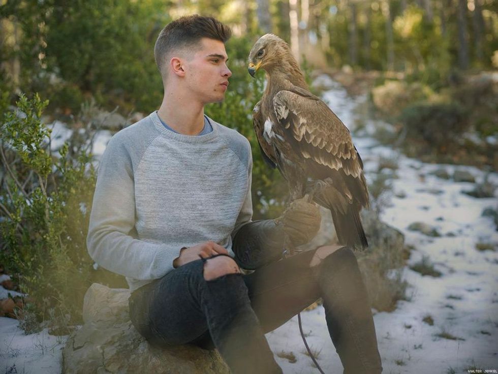 Steppe Eagle (Aquila nipalensis orientalis)