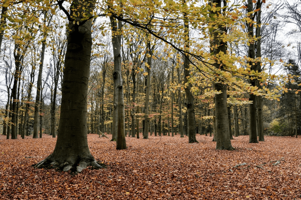 Tall trees with golden autumn leaves above a forest floor covered in fallen leaves.