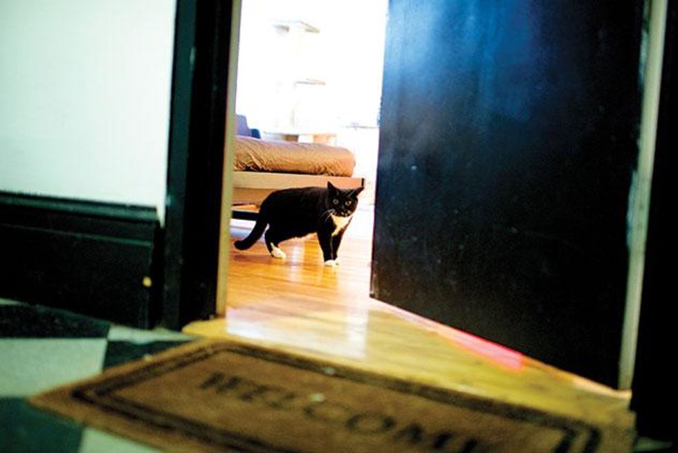 The-cats-that-saw-too-much-2