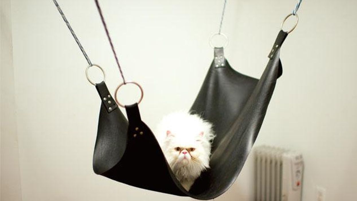 The-cats-that-saw-too-much-cr