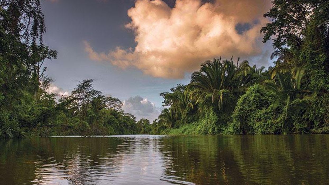 The coastal jungle of the Toledo district
