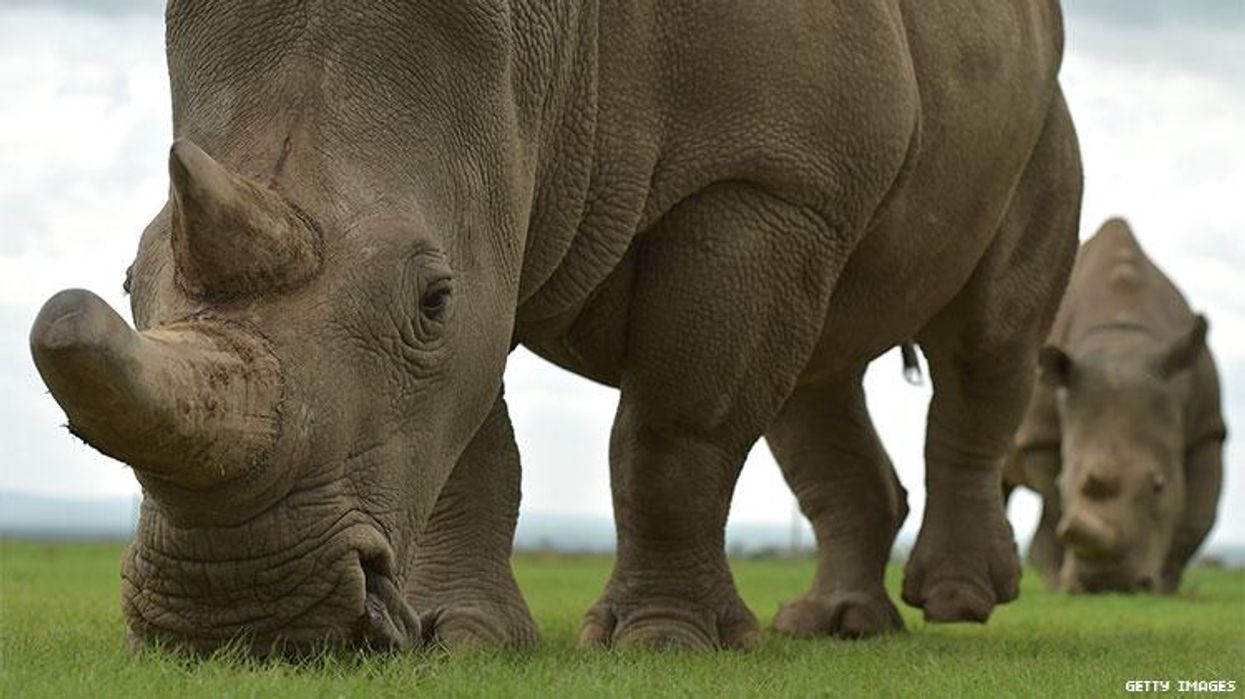 The Last Two White Rhinos Could Save Their Subspecies — Without Males