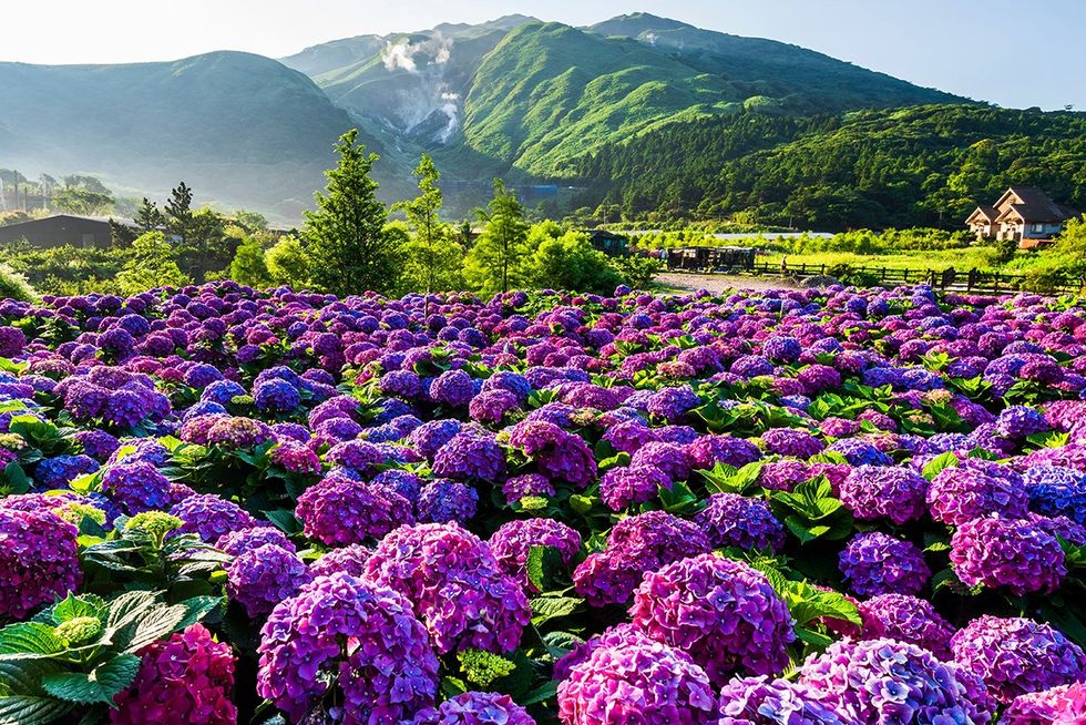 The top 10 queer-friendly cities in the world \u2013 No. 5. Taipei, Taiwan (Blooming purple hydrangea at Yangmingshan National Park)