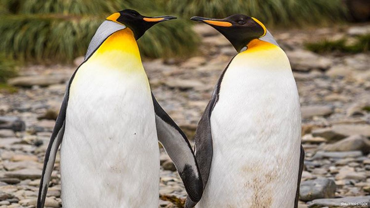 These Gay Penguins Stole an Egg to Start Their Own Family