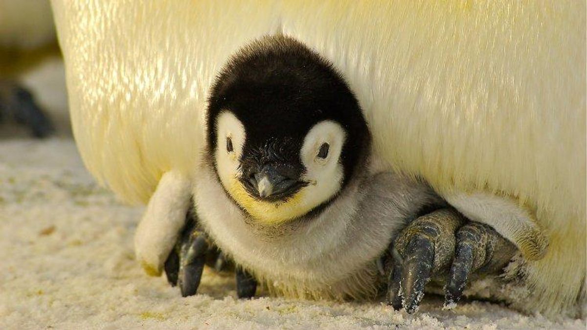 These Lesbian Penguins Are Proud (and Adorable) Parents