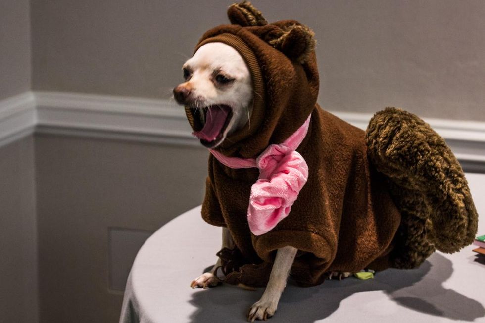 Tippy Toe from 'Squirrel Girl'