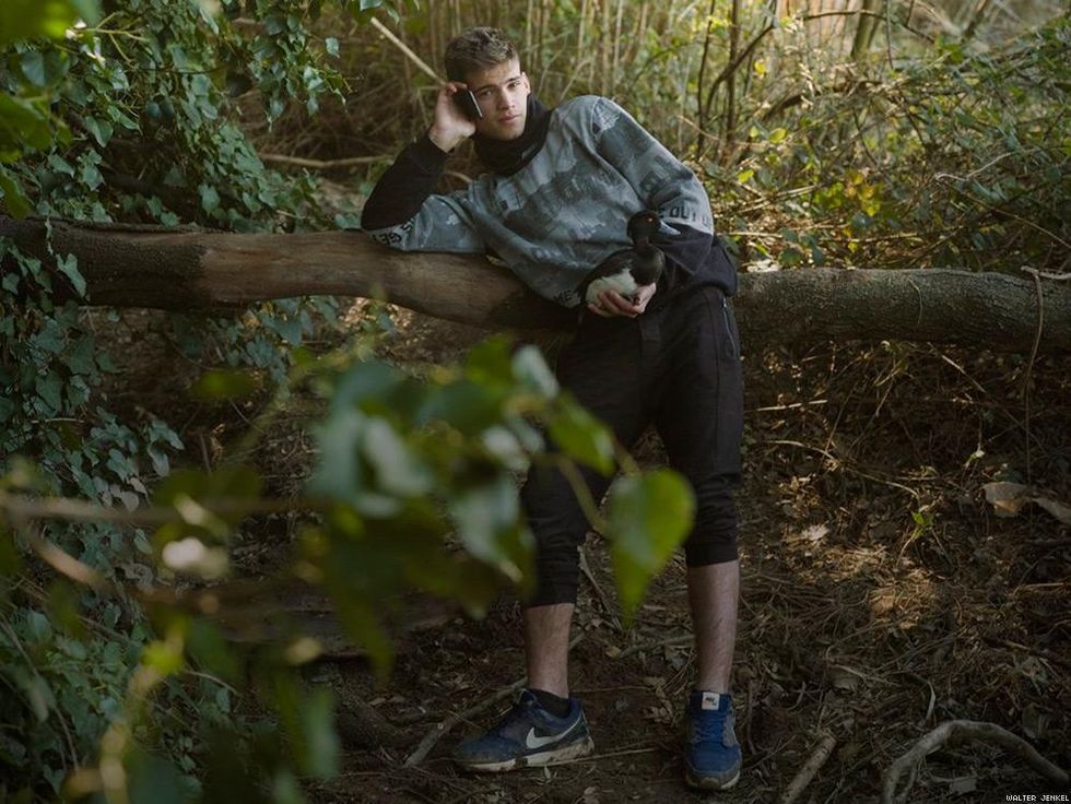 Tufted duck (Aythya fuligula)
