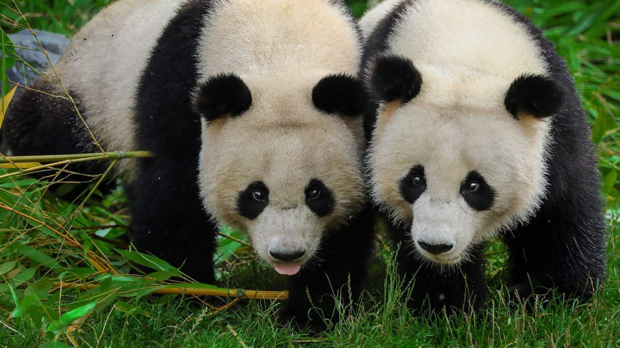 Two giant pandas walk side by side on greenery and bamboos.