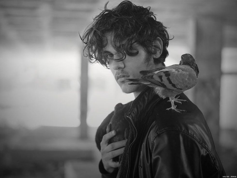 Urban pigeon (Columba livia domestica)