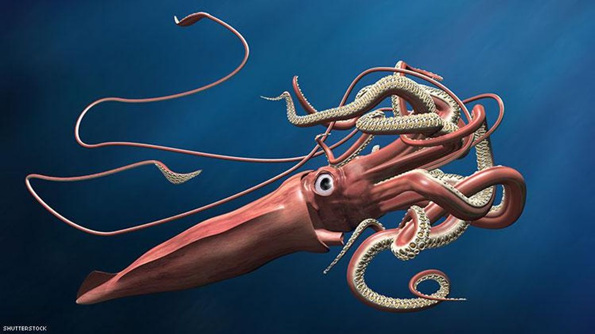 Video of giant squid captured in Gulf of Mexico.