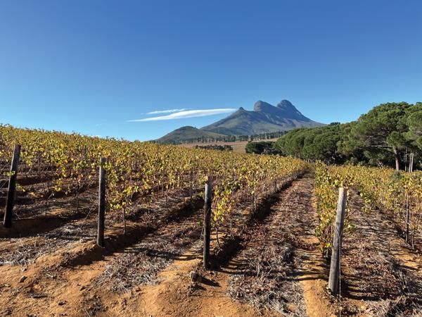 Warwick Wine Estate South Africa