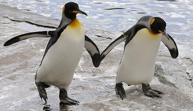 Gay Penguins to Be Separated, Forced to Mate With Girl Penguins