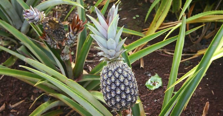 04-pineapple.jpg